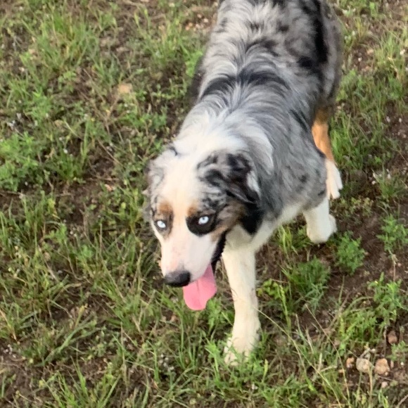 Meet your Posher, Miranda - Picture 1 of 1